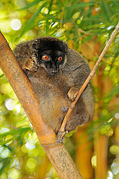 雄性,坐在树上,马达加斯加,非洲