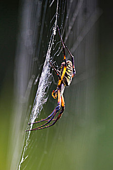 黄色,园蛛,上网,德克萨斯,美国