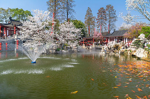 初春东湖樱花园