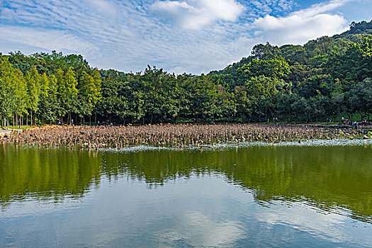 莲花山公园