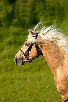 康纳玛拉,小马,种马,侧面视角,跑