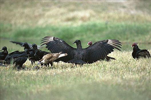 黑美洲鹫,凤头卡拉鹰,美洲鹫,红头美洲鹫,瑞欧格兰山谷,德克萨斯