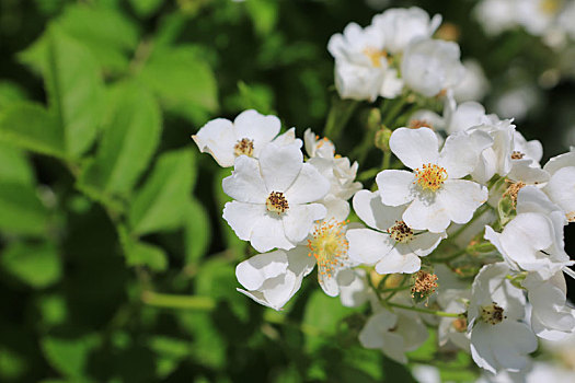 夏季白色花朵