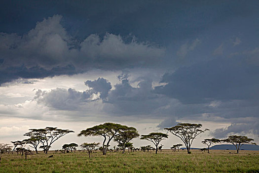 接近,雷暴,上方,大草原,塞伦盖蒂国家公园,坦桑尼亚,非洲