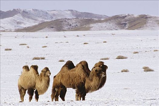 巴克特里亚,骆驼,蒙古