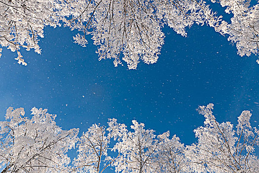 雪,晶莹,飞,蓝天