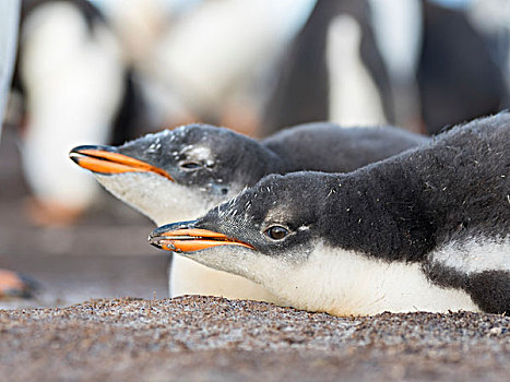 巴布亚企鹅,福克兰群岛,一半,幼禽,兄弟姐妹,大幅,尺寸