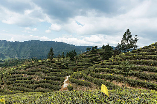 四川宜宾屏山蜿蜒茶山自然风光