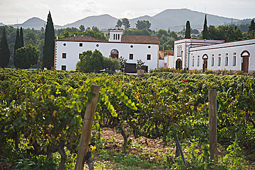 葡萄酒厂,西班牙
