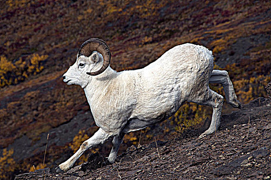 野大白羊,雄性,白大角羊,物种,绵羊,北美