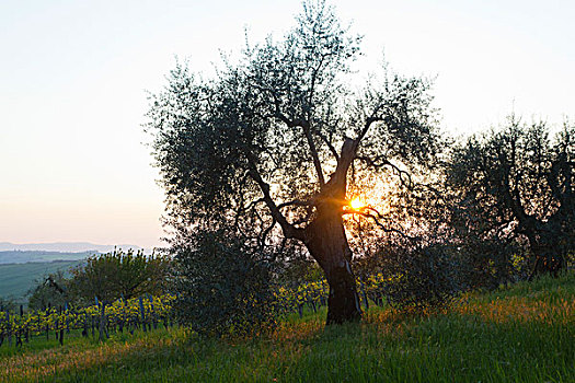 太阳,后面,橄榄树,皮恩扎,托斯卡纳,意大利