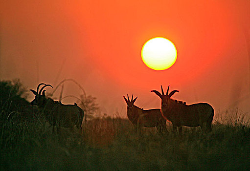 大,球,太阳,上方,剪影,公鹿,国家公园,赞比亚