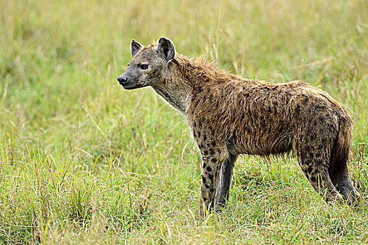 斑鬣狗,笑,鬣狗,看,环境,马赛马拉国家保护区,肯尼亚,非洲