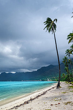 棕榈树,海滩,茉莉亚岛,岛屿