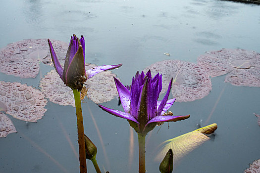 广州华南植物园2023春天雨中的睡莲