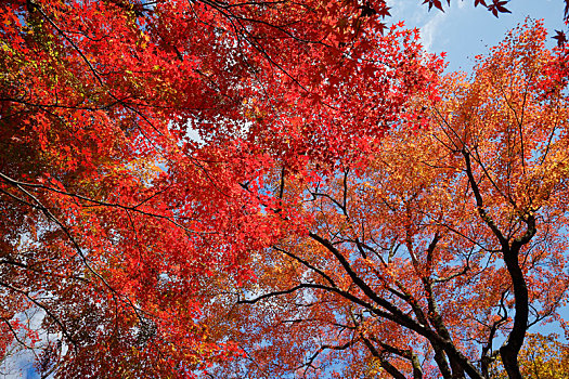 日本京都岚山常寂光寺