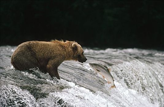 大灰熊,棕熊,抓住,卵,三文鱼,阿拉斯加