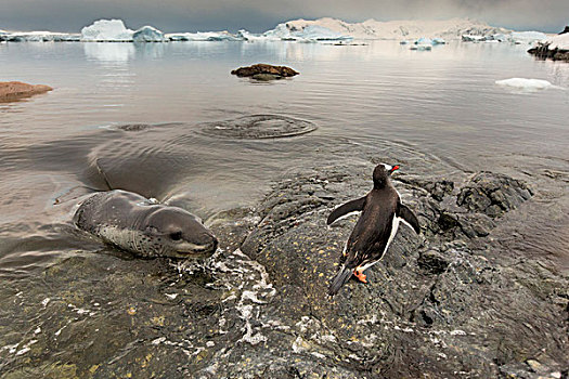 南极,岛屿,海豹,埋伏,巴布亚企鹅,靠近,栖息地