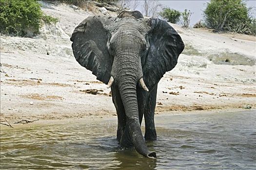 非洲象,喝,乔贝,河,乔贝国家公园,博茨瓦纳,非洲