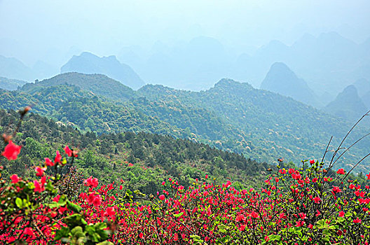 满山遍地映山红