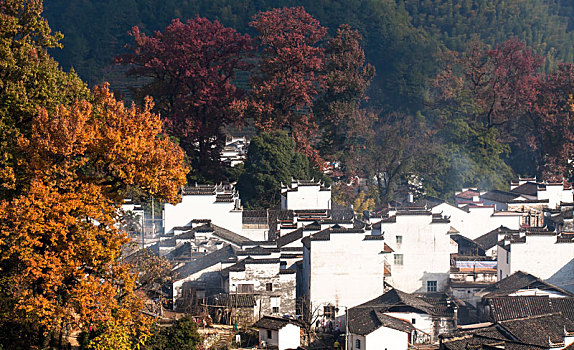 石城,程村,红叶