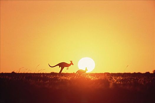 红袋鼠,一对,剪影,日落,澳大利亚