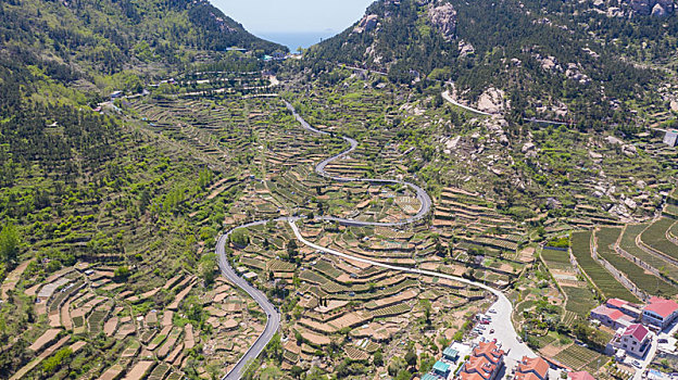 青岛山间的梯田