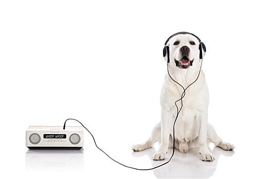 拉布拉多犬,听,音乐