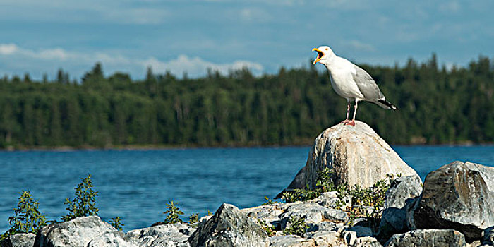 海鸥,通话,石头,湖,木头,安大略省,加拿大
