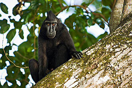 弥猴属,国家公园,苏拉威西岛,印度尼西亚,亚洲