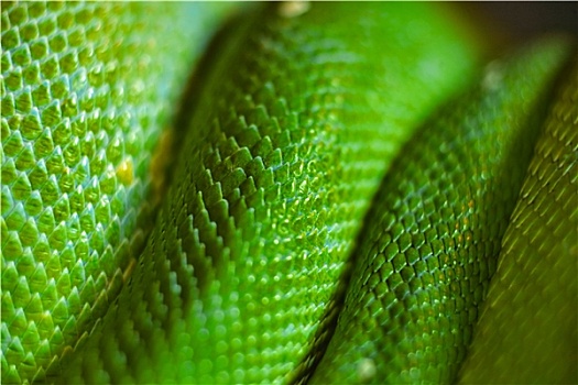 绿色,蛇,皮肤
