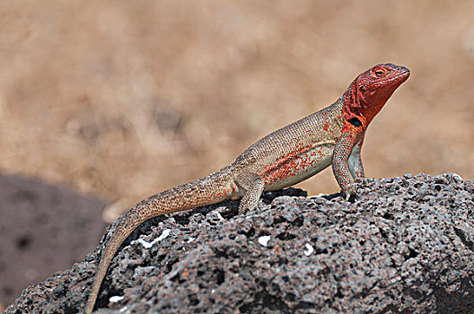 火山岩,蜥蜴,女性,满,饲养,彩色,加拉帕戈斯群岛,厄瓜多尔