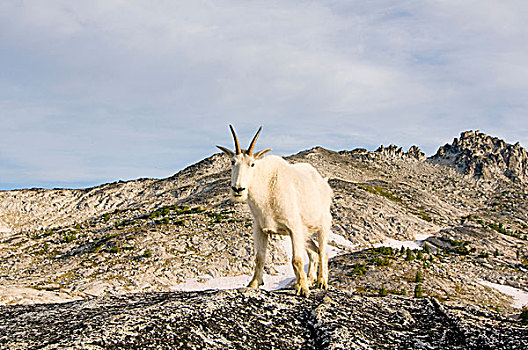 美国,华盛顿,喀斯喀特山脉,国家森林,高山,湖,荒野,盆地,石山羊,雪羊,母羊