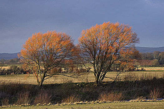 裂缝,柳树,两个,树,冬天,阳光,苏格兰,英国,欧洲