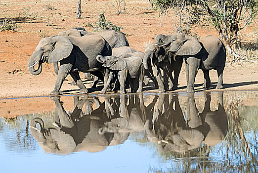 非洲象,牧群,喝,水坑,克鲁格国家公园,南非,非洲