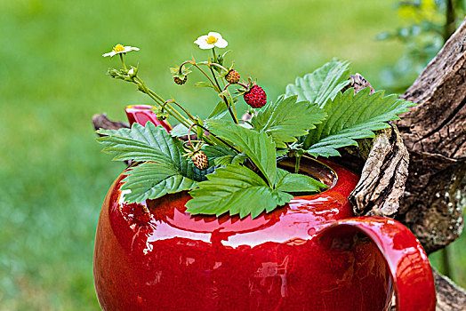 小,花束,野草莓,红色,茶壶