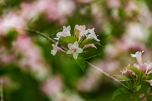 立夏,锦带花开