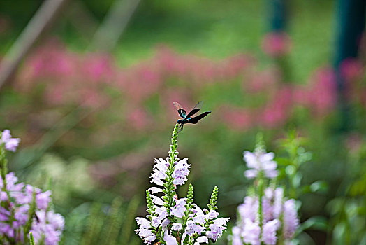 蜻蜓,昆虫,花卉,花朵,自然,野外,安静,公园,植物,春天