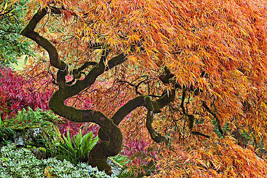 日本,枫树,树,秋天