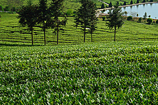 茶樹(shù)