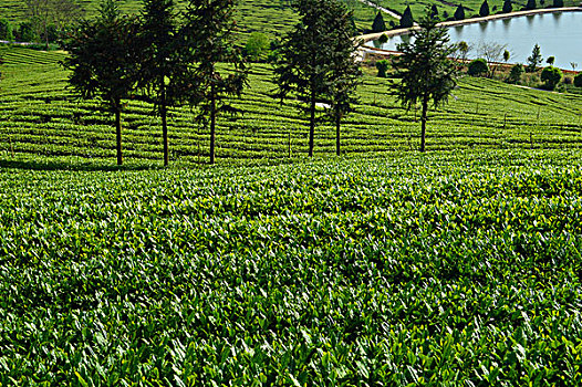 茶树