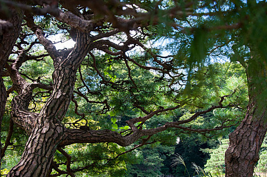 日本,东京上野,日本风格庭园,百年大松树