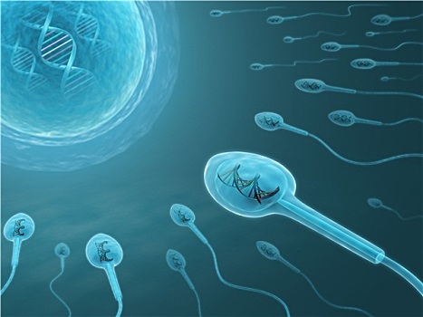 基因,精子