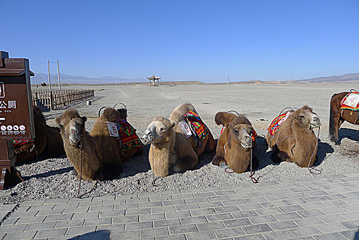 甘肃嘉峪关景区的骆驼