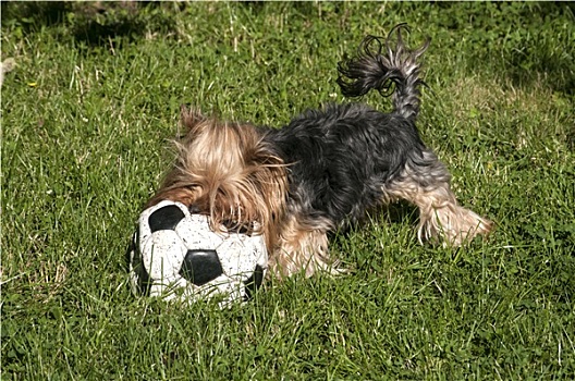 约克郡犬,足球