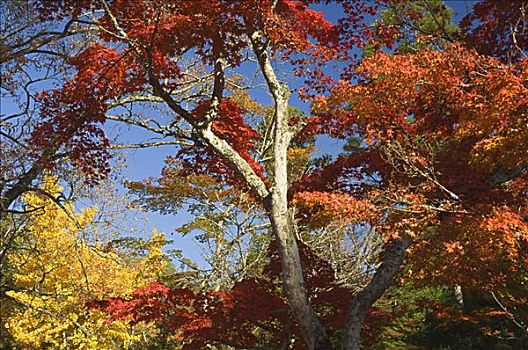 枫树,公园,宫岛,本州,日本