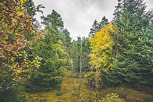 秋色,树林,松树,黄叶