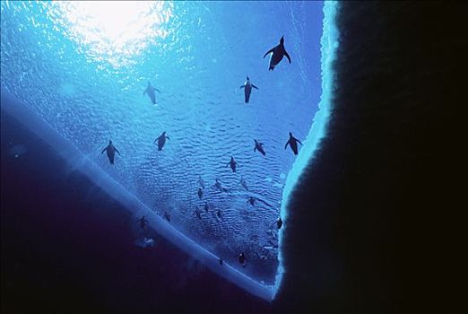 帝企鹅,游泳,罐,潜水,20分钟,南极
