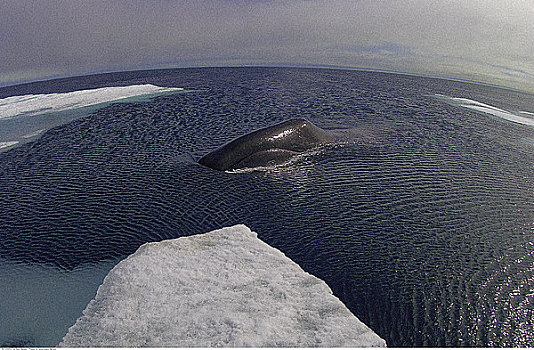 弓头鲸,平面,靠近,加拿大