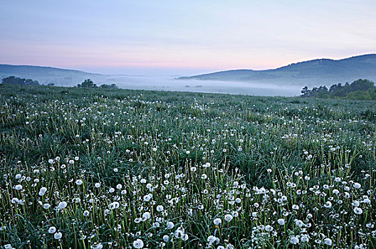 草地,早晨,薄雾,风景,靠近,图林根州,德国,欧洲
